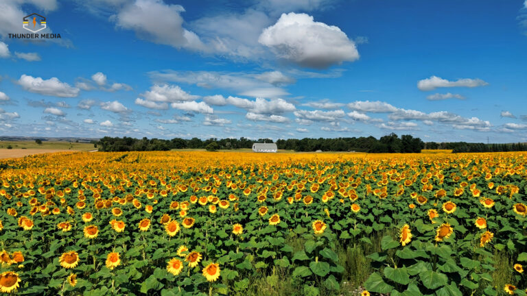 Sunflower Field 082024